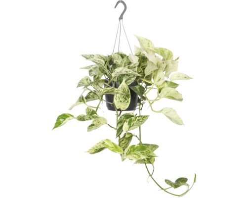 FLORASELF Drakenklimop Epipremnum Marble Queen Scindapsus potmaat Ø 17 cm H 20 cm Hangplant met groene en witte bladeren in een pot
