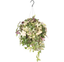 Hangplant met groene en lichte bladeren om op te hangen