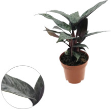 Chinese bies in pot als kamerplant