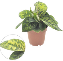 Aglaonema kamerplant in pot