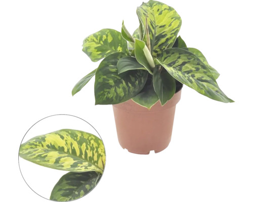 FLORASELF Koningin van de Harten Homalomena Camouflage potmaat Ø 12 cm H 25 cm Aglaonema kamerplant in pot