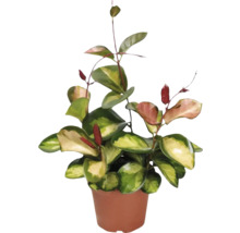 Kamerplant Hoya in een pot