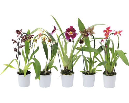 FLORASELF Orchidee Phalaenopsis mix potmaat Ø 9 cm H 40-45 cm