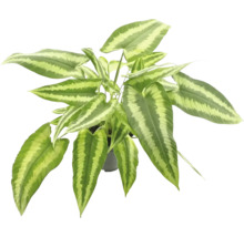 Plant met gestreepte bladeren in pot