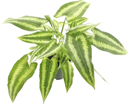 FLORASELF Hangende Tongplant Schismatoglottis Motleyana potmaat Ø 14 cm H 55 cm Plant met gestreepte bladeren in pot