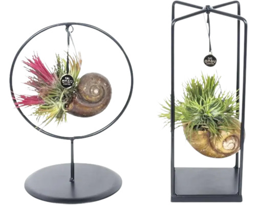 FLORASELF Luchtplantje Tillandsia mix aan metaalstandaard potmaat Ø 10 cm H 25 cm Twee plantenarrangementen met luchtplanten in slakkenhuizen op metalen standaards.