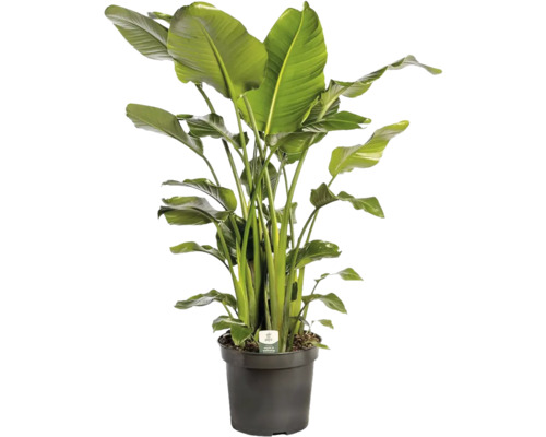 FLORASELF Paradijsvogelbloem Strelitzia nicolai potmaat Ø 35 cm H 160-180 cm Strelitzia kamerplant in pot