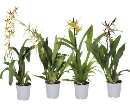 FLORASELF Orchidee Brassia mix potmaat Ø 12 cm H 55-70 cm