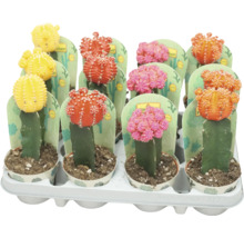 Meerkleurige cactus in potten in een houder