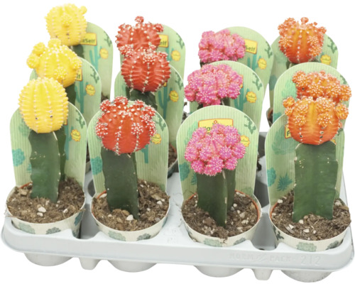 FLORASELF Cactus Gymnocalycium mix potmaat Ø 8,5 cm H 23 cm