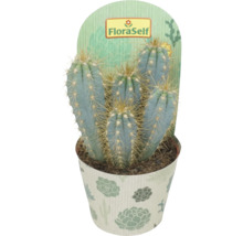 Cactus in pot