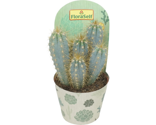 FLORASELF Aapstaartcactus Hildewintera cristata potmaat Ø 10,5 cm H 15 cm