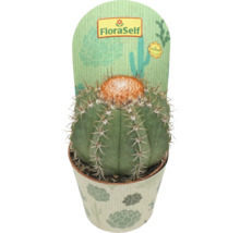Cactus in pot met stekels