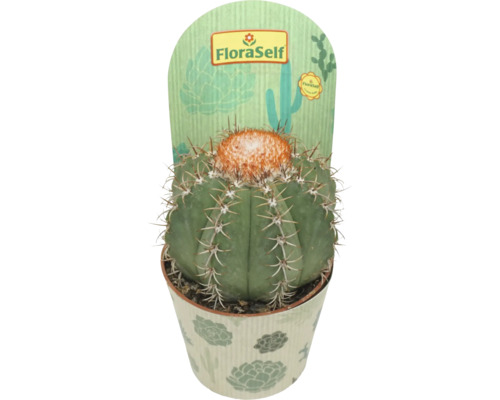 FLORASELF Cactus Melocactus mantanzanus potmaat Ø 10,5 cm H 14 cm