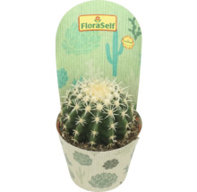 Bolcactus in pot met FloraSelf etiket
