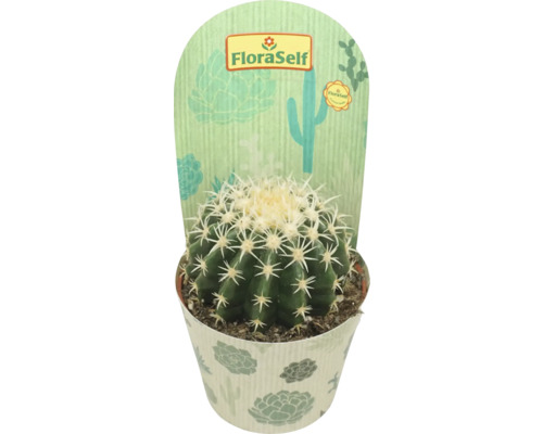 FLORASELF Cactus Echinocactus brevispina potmaat Ø 10,5 cm H 14 cm