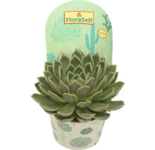 Succulent in pot met FloraSelf etiket