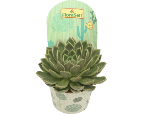 FLORASELF Vetplant Echeveria Serana potmaat Ø 10,5 cm H 15 cm Succulent in pot met FloraSelf etiket
