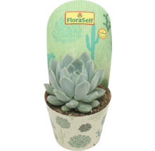 Echeveria in pot