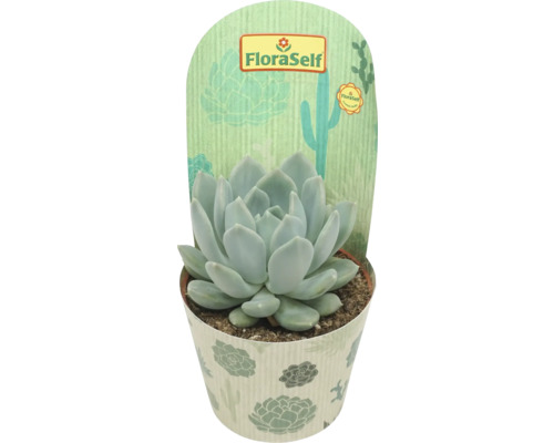 FLORASELF Vetplant Pachyveria Corvus potmaat Ø 10,5 cm H 15 cm Echeveria in pot