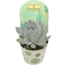 FloraSelf vetplant in pot