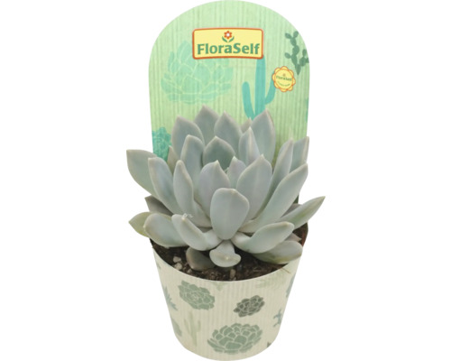 FLORASELF Vetplant Pachyveria Draco potmaat Ø 10,5 cm H 15 cm FloraSelf vetplant in pot