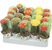 Veelkleurige cactus potplanten op een display