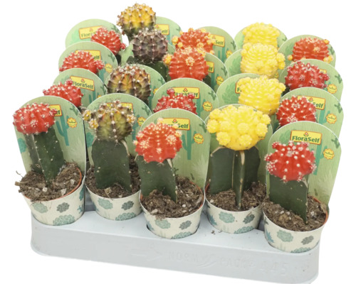 FLORASELF Cactus Gymnocalycium mix potmaat Ø 5,5 cm H 20 cm