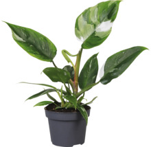 Philodendron kamerplant in een pot