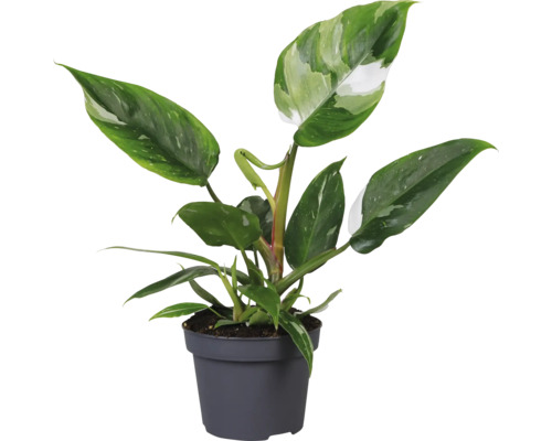 Philodendron kamerplant in een pot