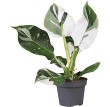 Philodendron kamerplant in een pot