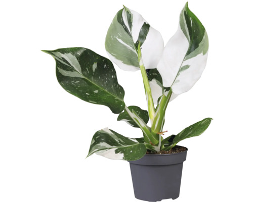 FLORASELF Philodendron white mix potmaat Ø 12 cm H 20-30 cm