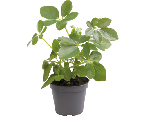 Schefflera kamerplant in pot