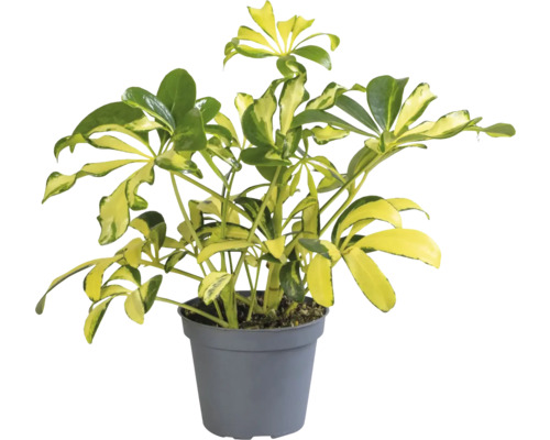 FLORASELF Vingersboom Schefflera mix potmaat Ø 6 cm H 12 cm