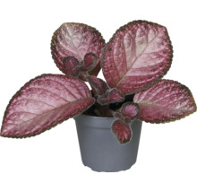 FLORASELF Vogelwikke Episca mix potmaat Ø 6 cm H 12 cm-thumb-2