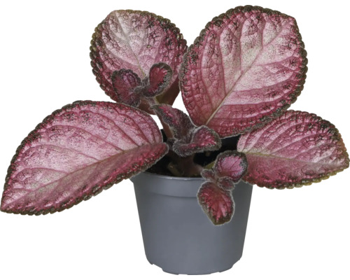 Potplant met decoratieve bladeren