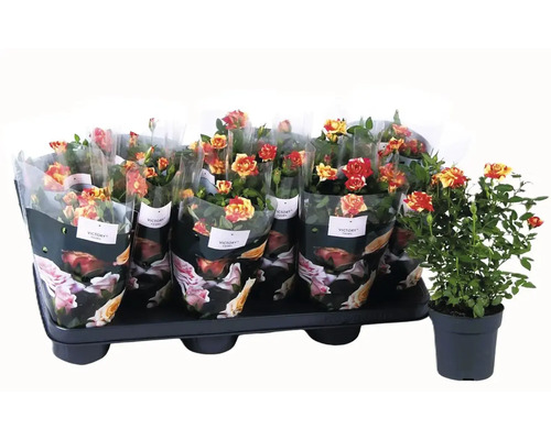 Tray met potrozen, verpakt in decoratieve folie, en een enkele potroos