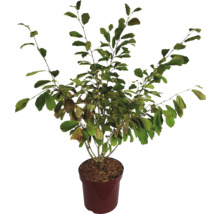 Sierstruik in een pot