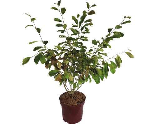 Toverhazelaar Hamamelis intermedia 'Feuerzauber' potmaat 7,5 liter H 60-80 cm Sierstruik in een pot