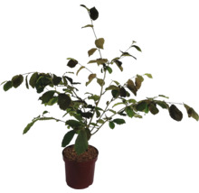 Hazelnootstruik in pot