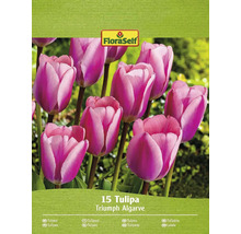 Verpakking met 15 Tulipa Triumph Algarve bloembollen