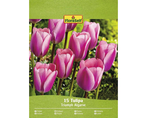 FLORASELF Bloembollen Tulpen Tulipa 8 Stuks