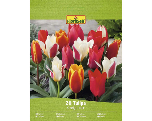 FLORASELF Bloembollen Tulpen Tulipa 15 Stuks