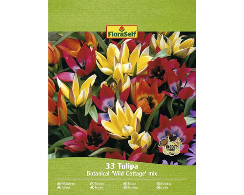 FLORASELF Bloembollen Tulpen Tulipa 15 Stuks