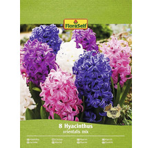 FLORASELF Bloembollen Hyacint Hyacinthus 10 Stuks