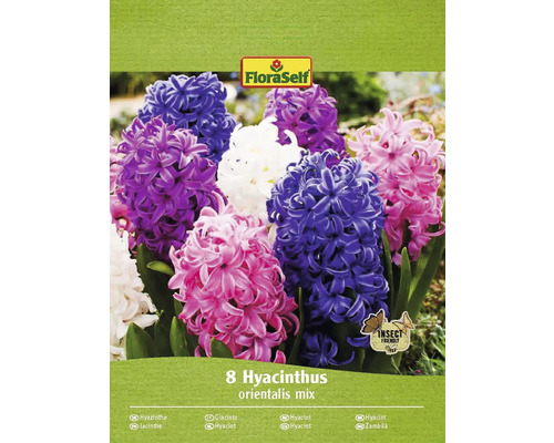 FLORASELF Bloembollen Hyacint Hyacinthus 10 Stuks