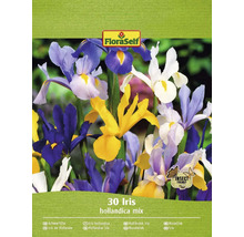 FloraSelf Iris hollandica mix, 30 stuks