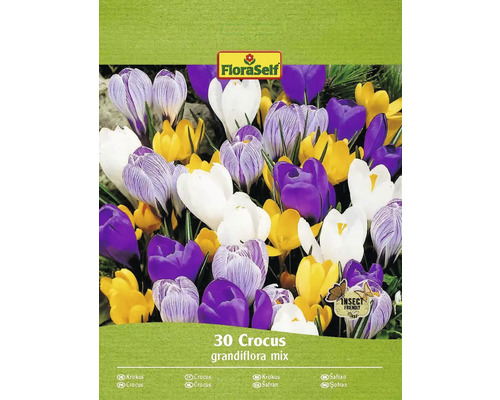 FLORASELF Bloembollen Krokus Crocus 60 Stuks