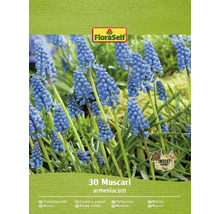 FLORASELF Bloembollen Muscari Blauwe druifjes 10 Stuks
