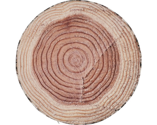 Boomstam schijf met jaarringen